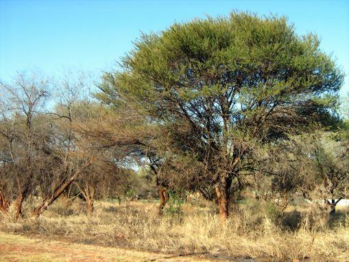 Vacant land for sale in Thabazimbi - 403941