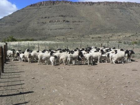 Livestock farm for sale in Beaufort West - 1KK460770