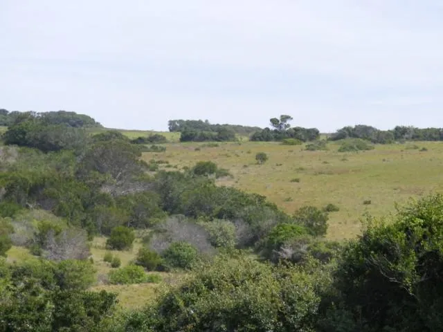 Vacant land for sale in Forest Downs - 1PF1032891