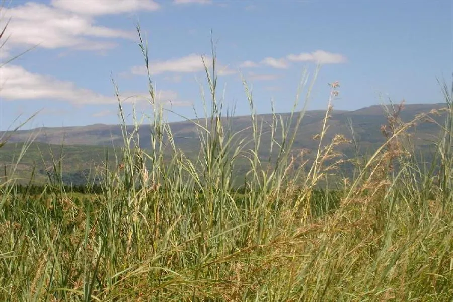 Vacant land for sale in Sabie - 1LY520073 Vacant land for sale in Sabie - 1LY520073