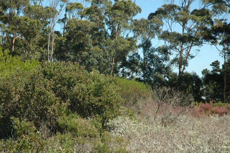 Residential vacant land for sale in Pezula Private Estate - 1KC1046524