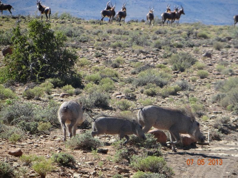 Game farm for sale in Beaufort West - 1KK413022 Game farm for sale in Beaufort West - 1KK413022