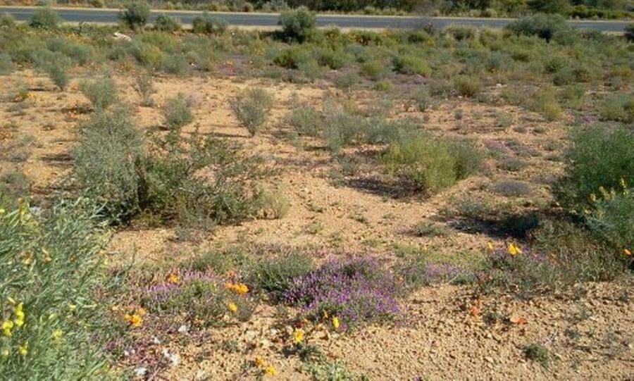 Vacant land for sale in Springbok Central - 1NA1716159