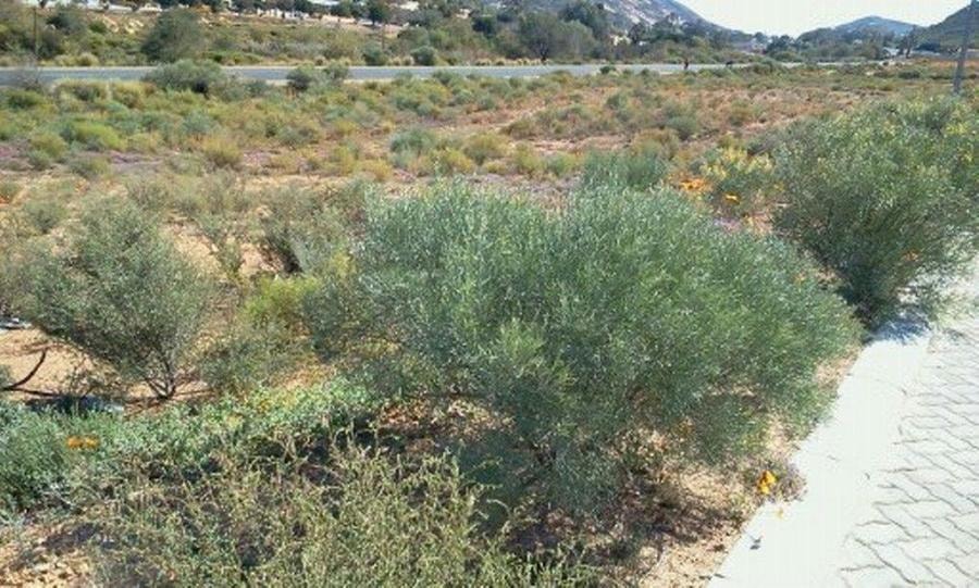 Vacant land for sale in Springbok Central - 1NA1716159