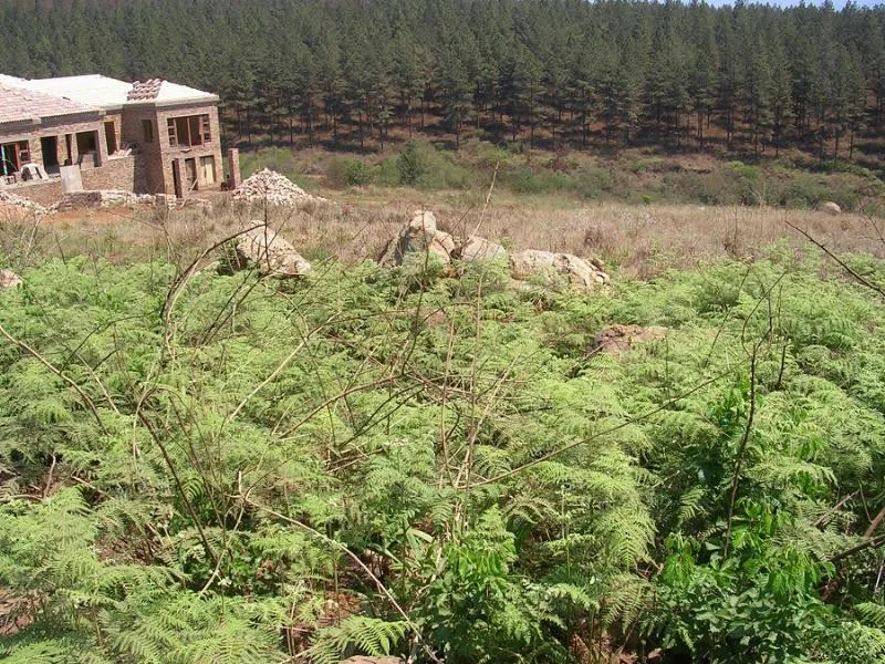 Residential vacant land for sale in Sabie - 1LY1162925 Residential vacant land for sale in Sabie - 1LY1162925