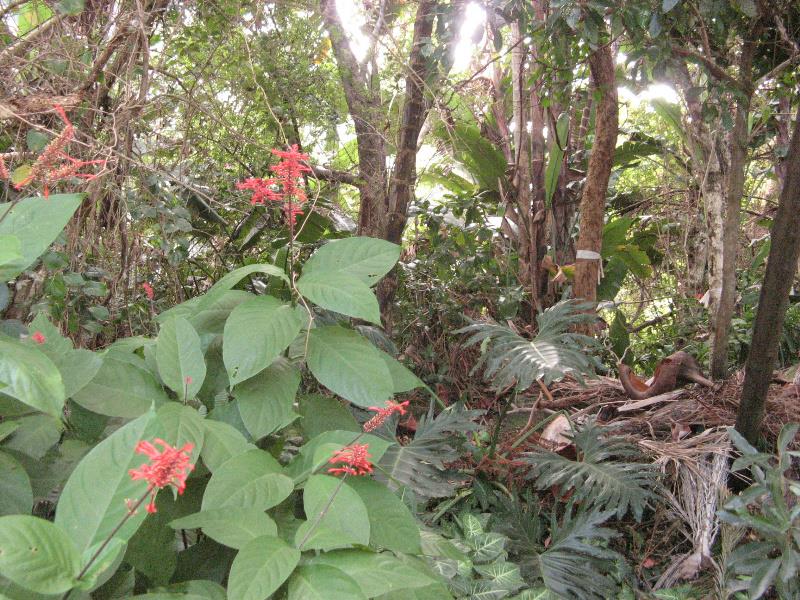 Residential vacant land for sale in Ramsgate - 1PD1531656