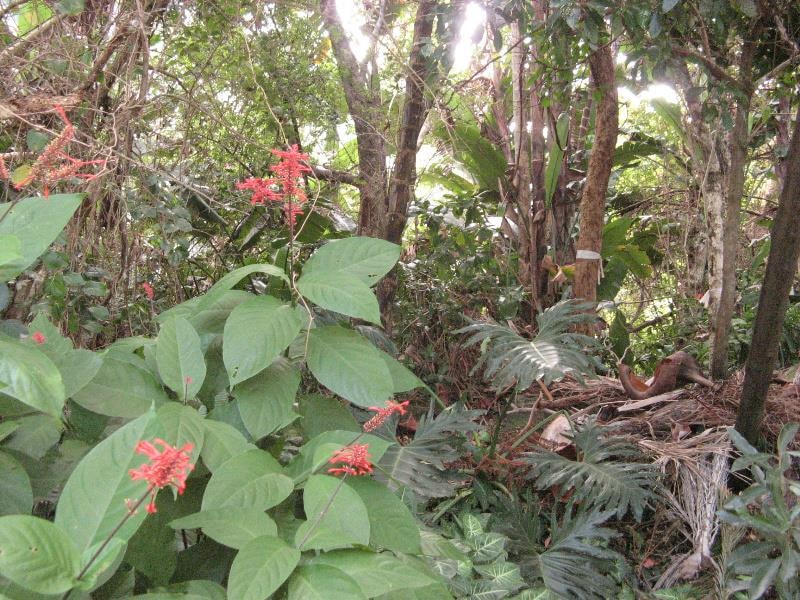 Residential vacant land for sale in Ramsgate - 1PD1531656 Residential vacant land for sale in Ramsgate - 1PD1531656