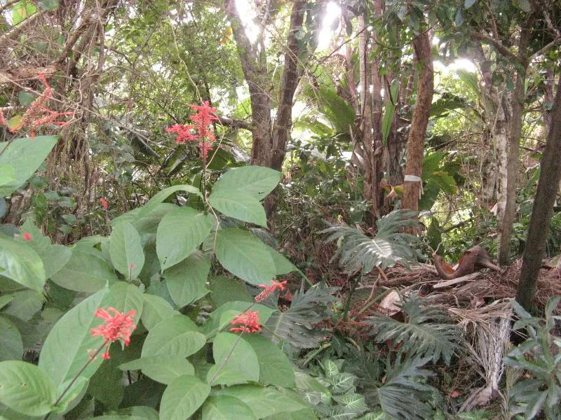 Residential vacant land for sale in Ramsgate - 1PD1531656 Residential vacant land for sale in Ramsgate - 1PD1531656