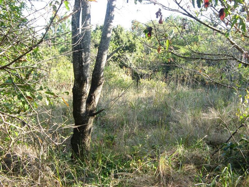 Vacant land for sale in Southbroom - 1PD1531486