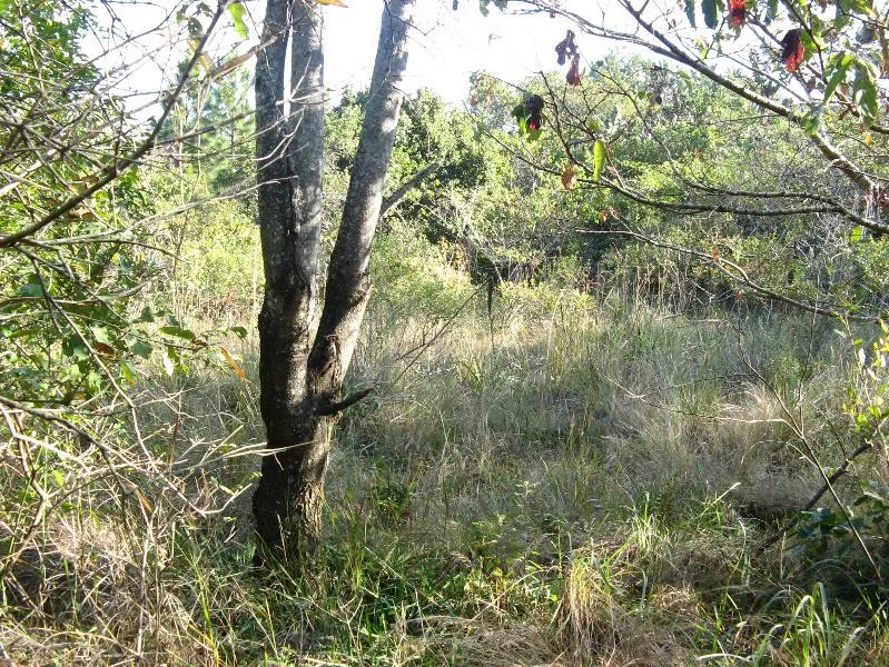 Vacant land for sale in Southbroom - 1PD1531486 Vacant land for sale in Southbroom - 1PD1531486