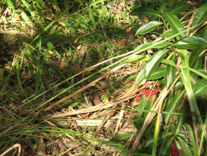 Vacant land for sale in Southbroom - 1PD1531486