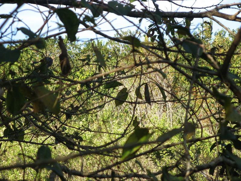 Vacant land for sale in Southbroom - 1PD1531486