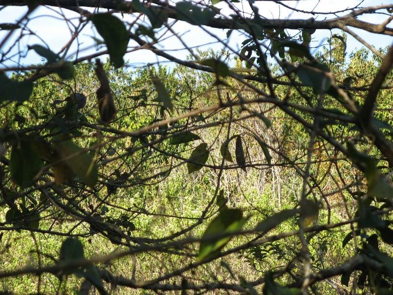 Vacant land for sale in Southbroom - 1PD1531486