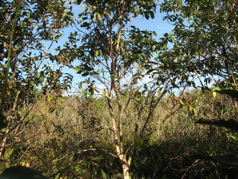 Vacant land for sale in Southbroom - 1PD1531486