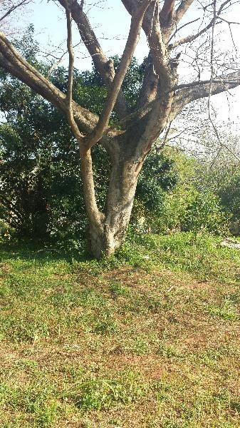 Residential vacant land for sale in Mtunzini - 1RI1184869