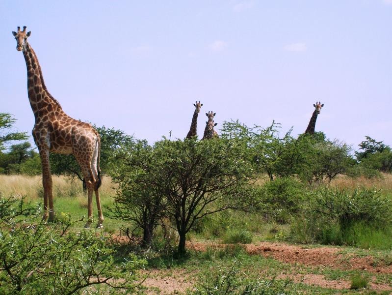 Country resort for sale in Brits - 1HR1185140 Country resort for sale in Brits - 1HR1185140