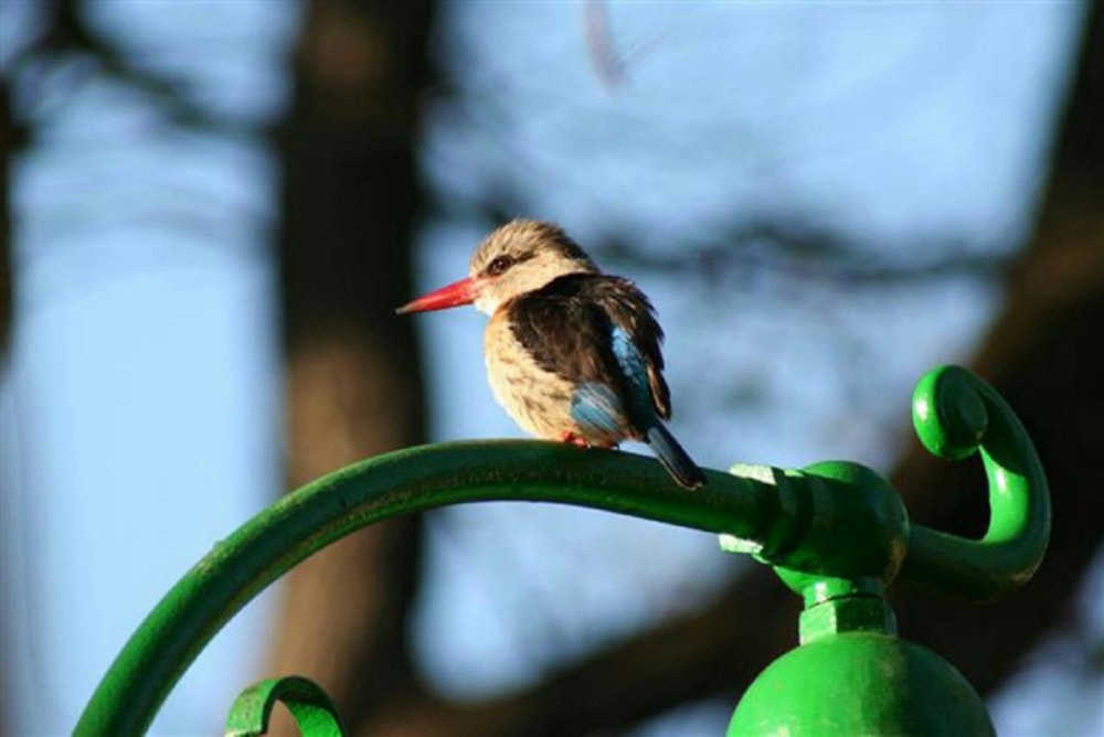 Residential vacant land for sale in Hazyview - 1LY1202549