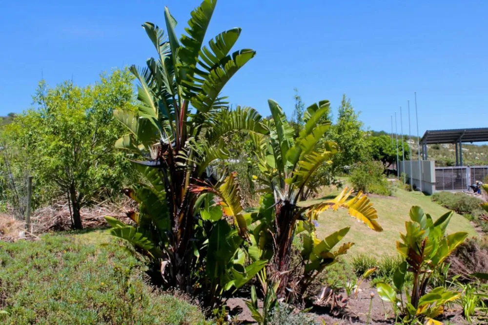 Residential vacant land for sale in Fernwood, Knysna - 1KC1203554 Residential vacant land for sale in Fernwood, Knysna - 1KC1203554