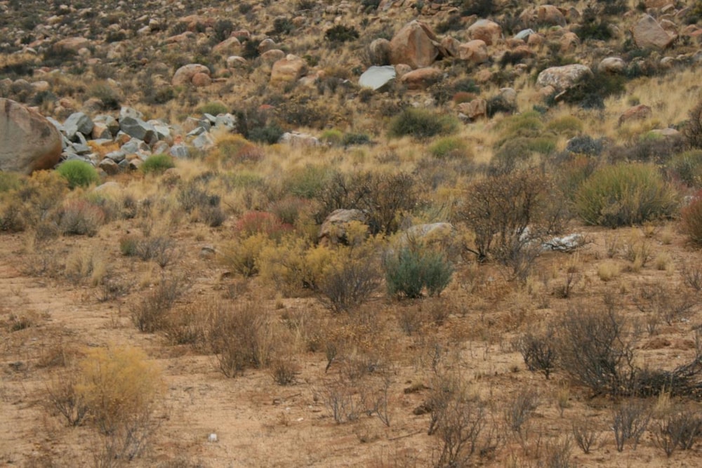 Vacant land sold in Springbok - 1NA1622374