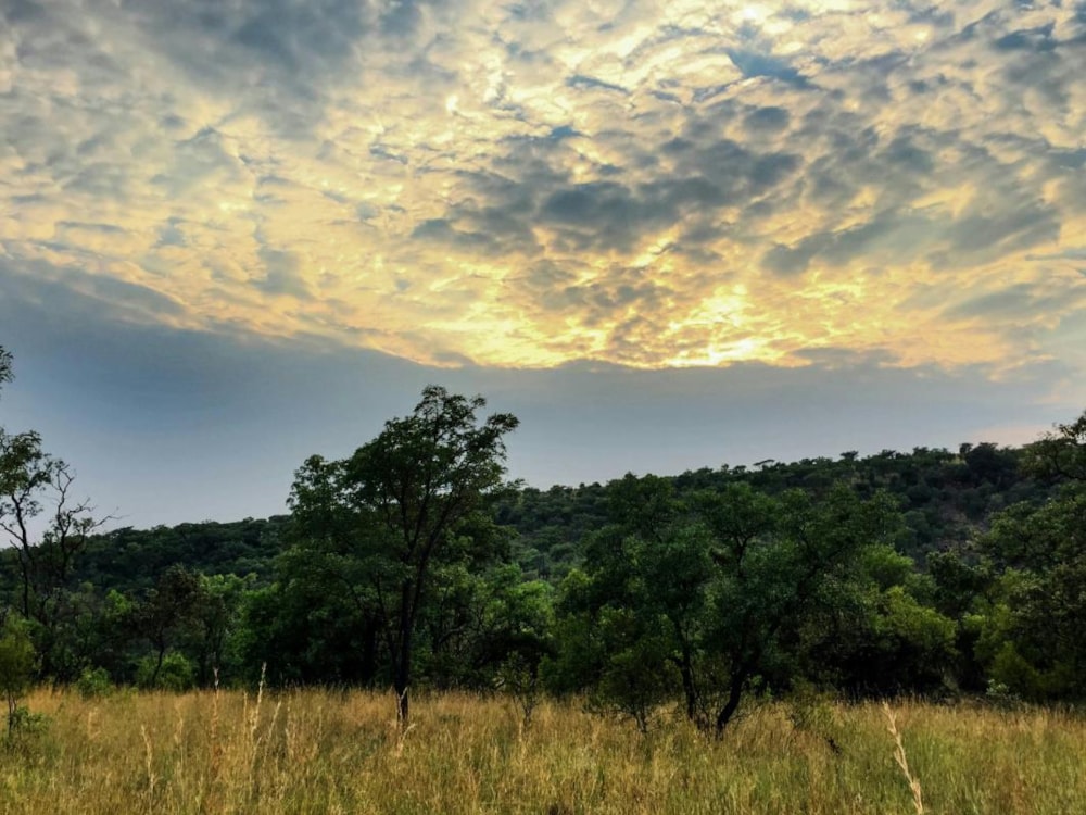 Game farm for sale in Groot Marico - 1RU1211960