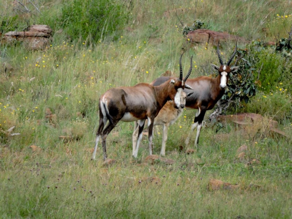 Game farm for sale in Groot Marico - 1RU1211960