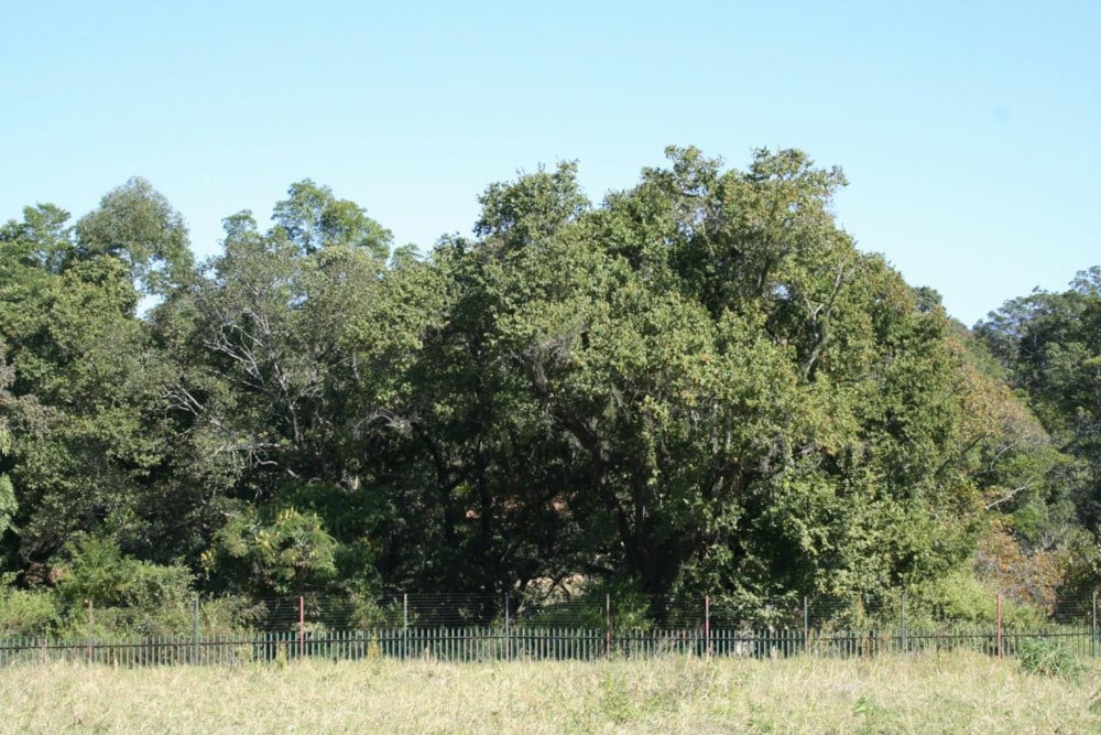 Residential vacant land for sale in Tzaneen, Limpopo Province - 1TA1631951