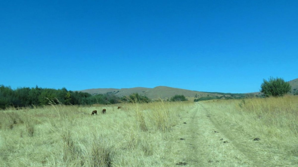 Livestock farm for sale in Lydenburg (Mashishing) - 1LY1472546 Livestock farm for sale in Lydenburg (Mashishing) - 1LY1472546