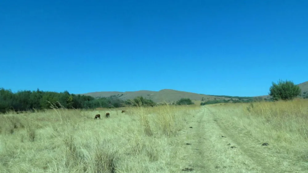 Livestock farm for sale in Lydenburg (Mashishing) - 1LY1472546 Livestock farm for sale in Lydenburg (Mashishing) - 1LY1472546