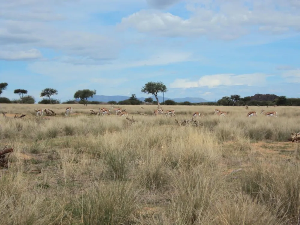 Smallholding for sale in Omaruru, Namibia - 3NM1585050 Smallholding for sale in Omaruru, Namibia - 3NM1585050