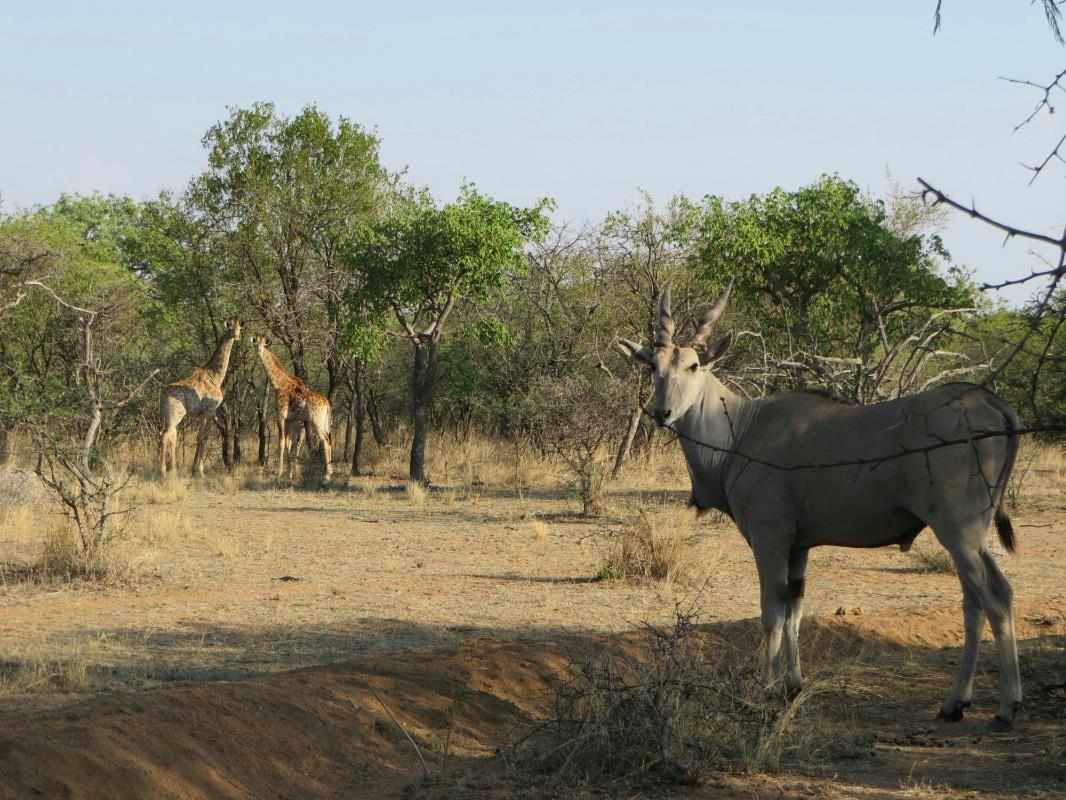 Country resort for sale in Brits - 1HR1185140