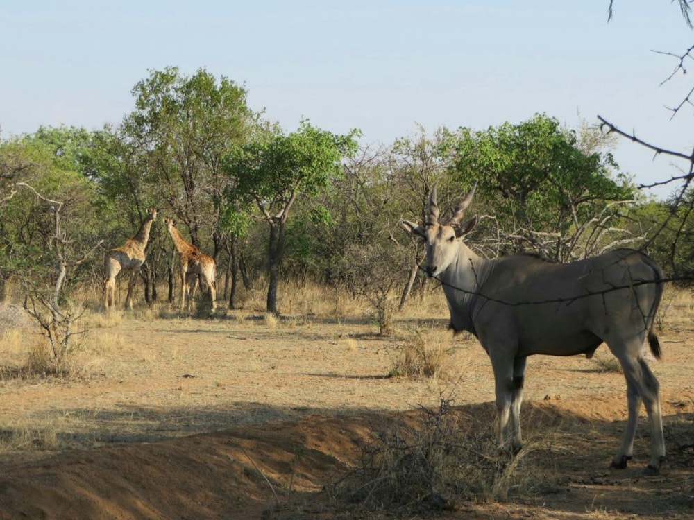 Country resort for sale in Brits - 1HR1185140 Country resort for sale in Brits - 1HR1185140