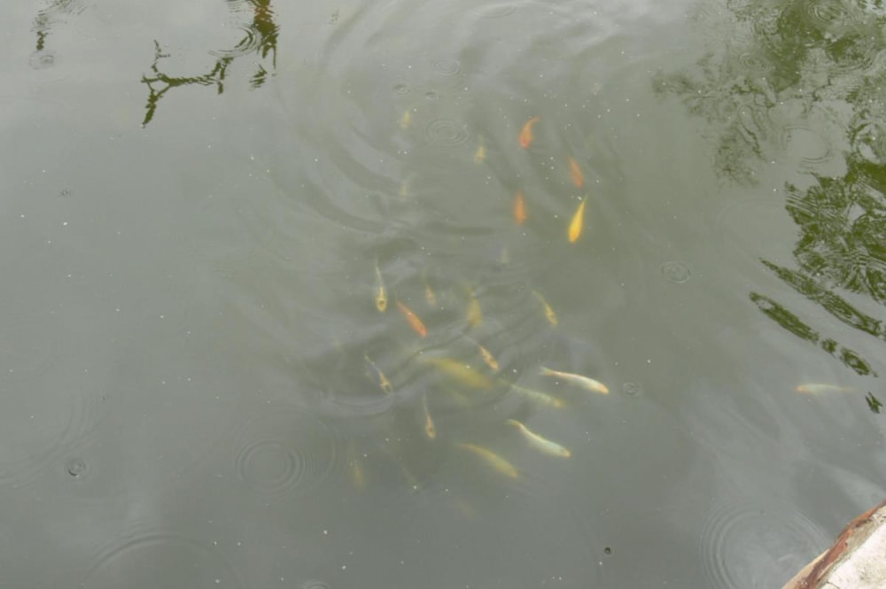 House for sale in Koster - 1RU1140880