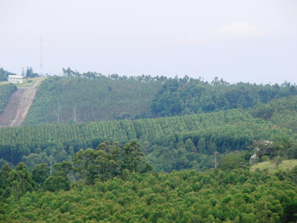 Plantation for sale in White River - 1WR1254771 Plantation for sale in White River - 1WR1254771