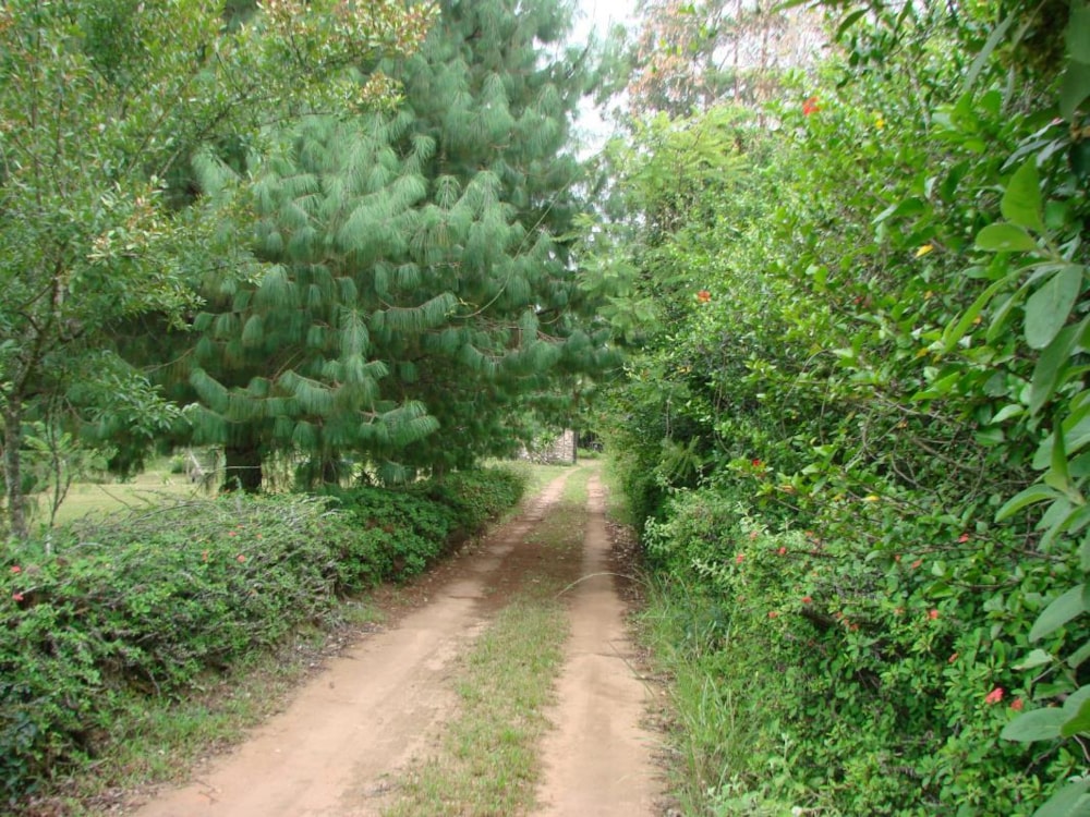 Plantation for sale in White River - 1WR1254771 Plantation for sale in White River - 1WR1254771