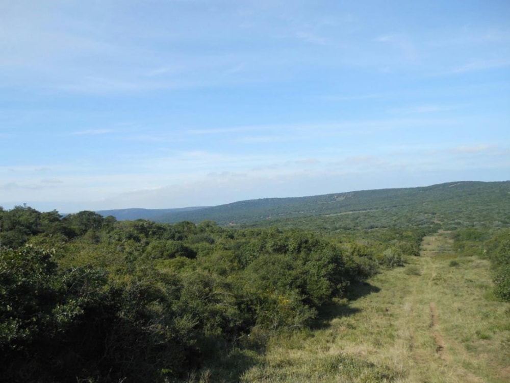 Livestock farm for sale in Alexandria - 1GC1721482 Livestock farm for sale in Alexandria - 1GC1721482