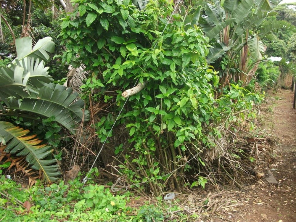 Residential vacant land for sale in Trafalgar - 1PD1290928