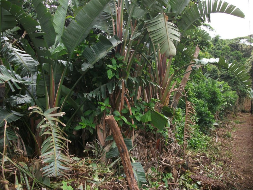 Residential vacant land for sale in Trafalgar - 1PD1290928 Residential vacant land for sale in Trafalgar - 1PD1290928