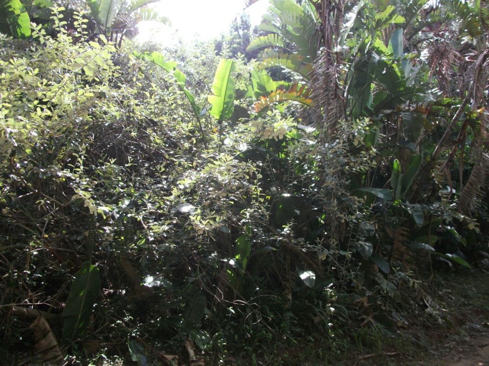 Vacant land for sale in Trafalgar - 1PD1032221 Vacant land for sale in Trafalgar - 1PD1032221