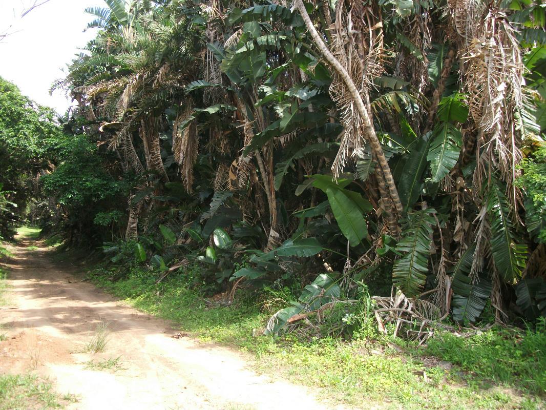 Vacant land for sale in Trafalgar - 1PD1032221