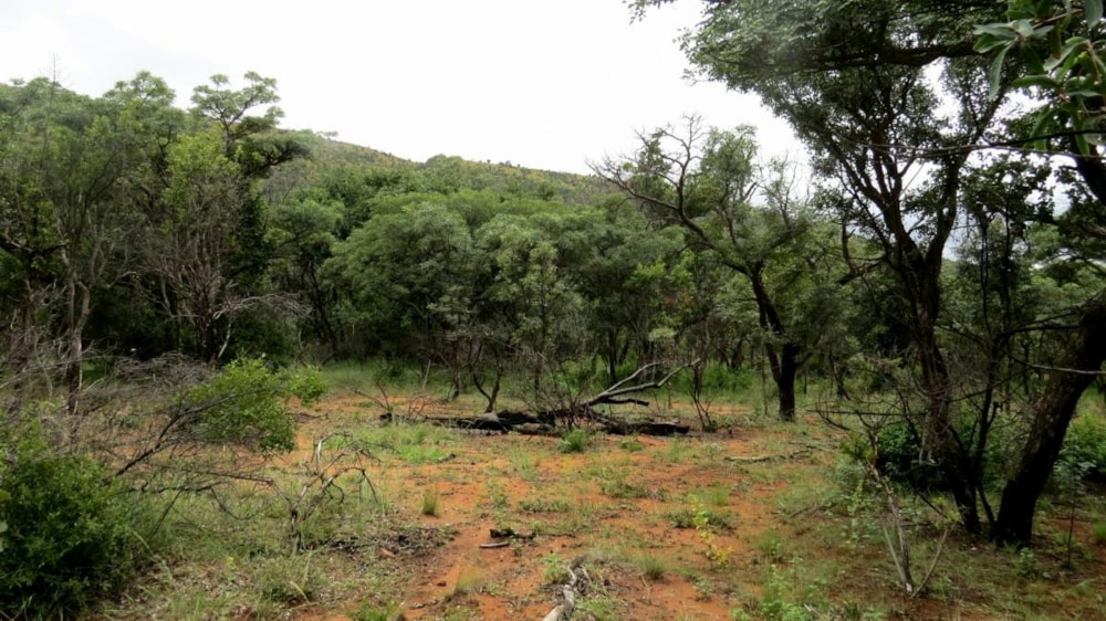 Vacant land for sale in Modimolle (Nylstroom) - 1MM1310294