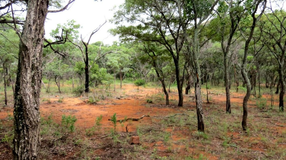 Vacant land for sale in Modimolle (Nylstroom) - 1MM1310294