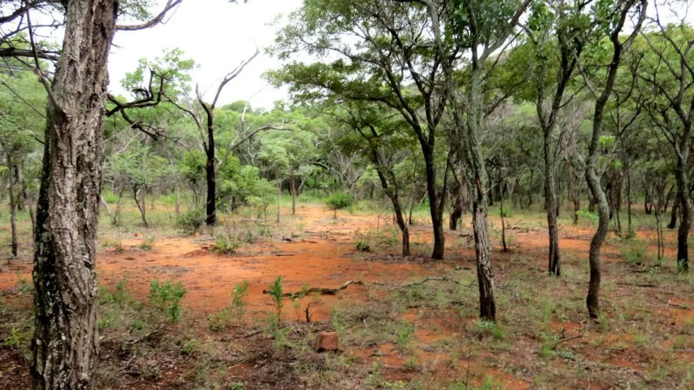 Vacant land for sale in Modimolle (Nylstroom) - 1MM1310294 Vacant land for sale in Modimolle (Nylstroom) - 1MM1310294