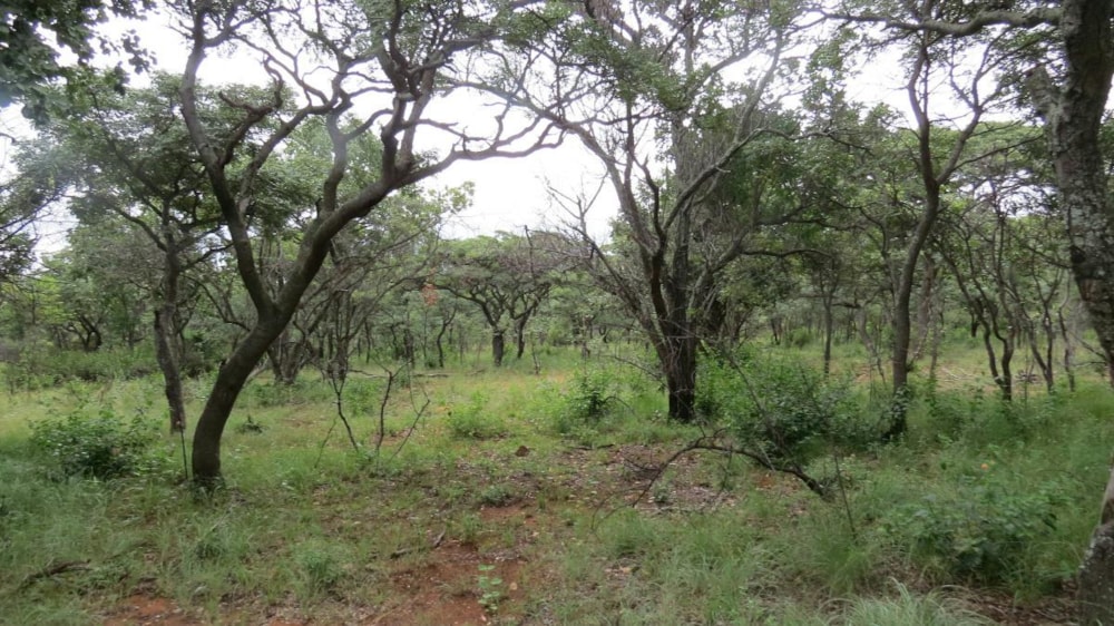 Vacant land for sale in Modimolle (Nylstroom) - 1MM1310294