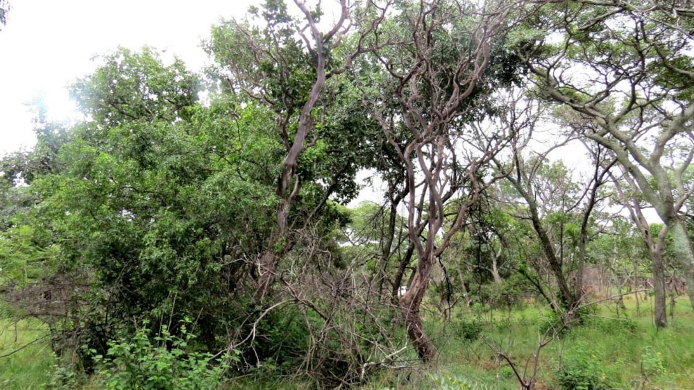 Vacant land for sale in Modimolle (Nylstroom) - 1MM1310294