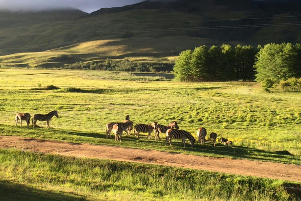 Farm vacant land for sale in Kamberg - 1PM1138071