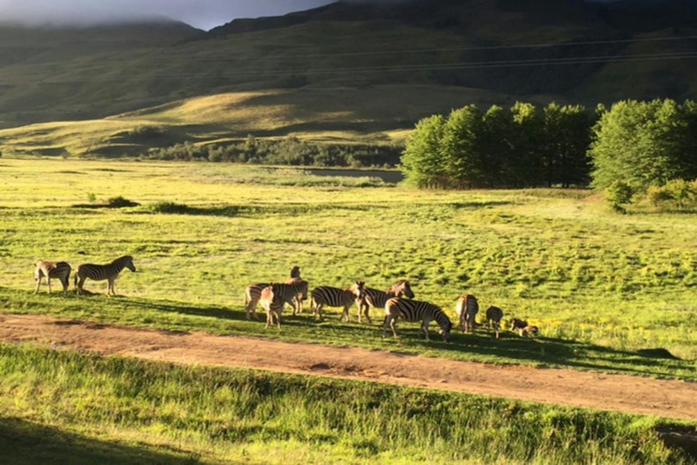 Farm vacant land for sale in Kamberg - 1PM1138071 Farm vacant land for sale in Kamberg - 1PM1138071