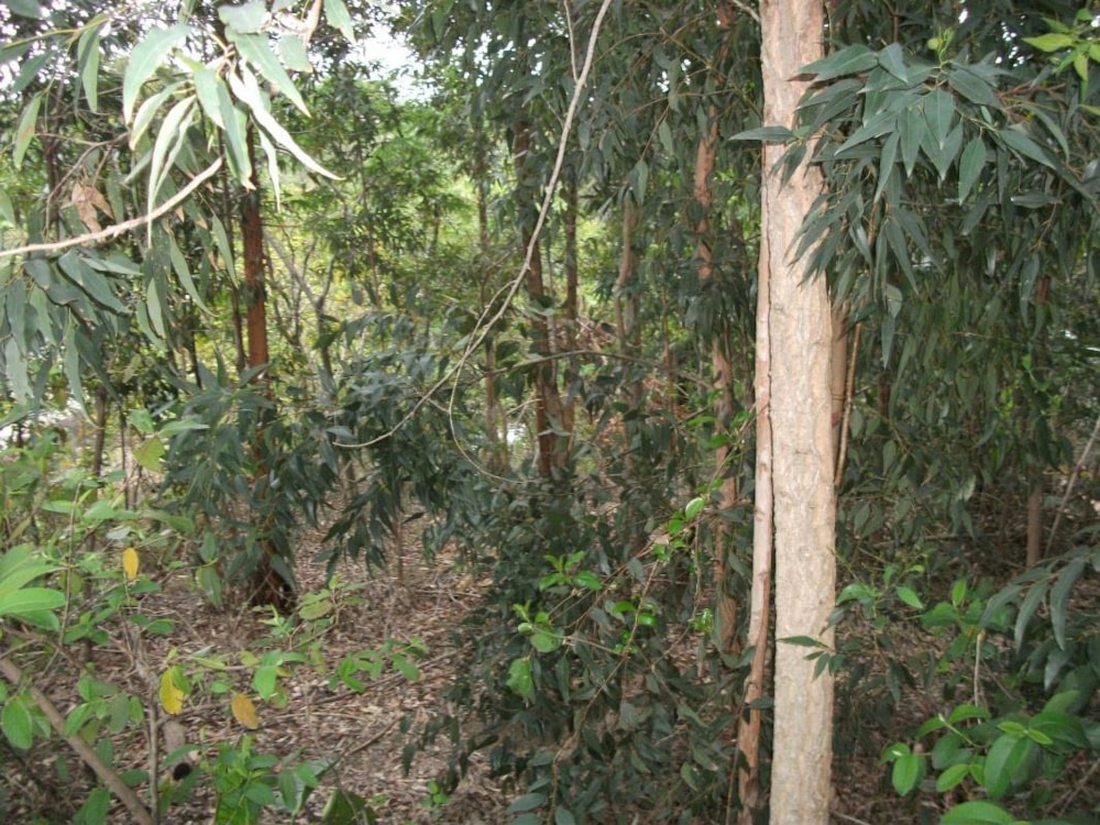 Residential vacant land for sale in Ramsgate - 1PD1348051 Residential vacant land for sale in Ramsgate - 1PD1348051