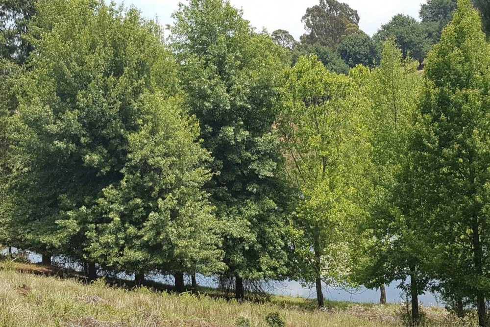 Vacant land for sale in Mount West - 1PM1352270