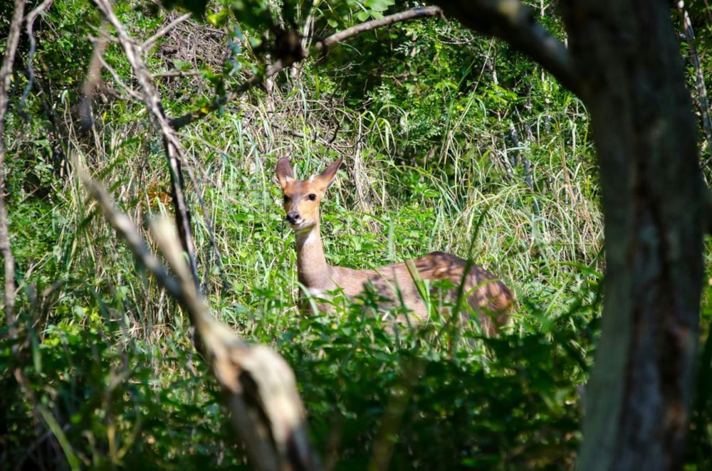 Vacant land for sale in Barberton - 1NK1366291