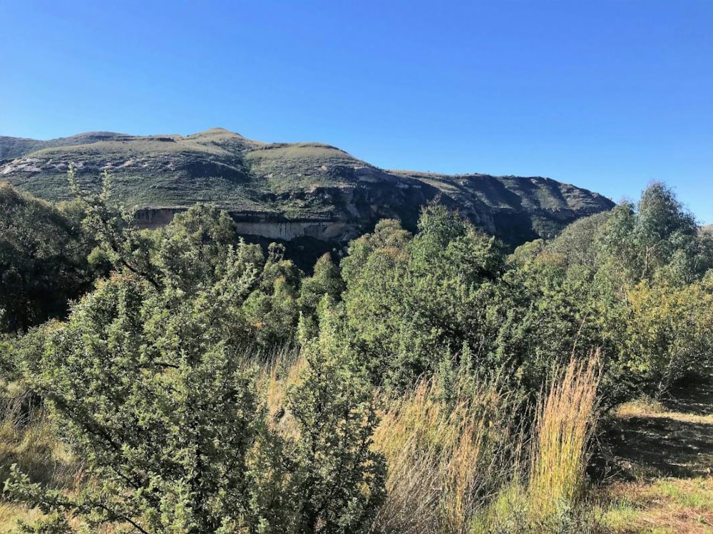 Residential vacant land sold in Clarens - 1CS1581028 Residential vacant land sold in Clarens - 1CS1581028